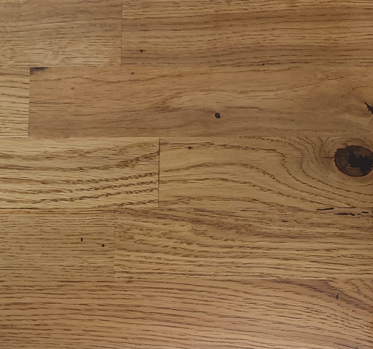 Dąb Europejski Ciemny